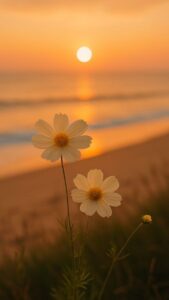 Peaceful nature view morning sunrise images