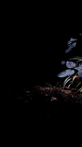 Minimal black background HD