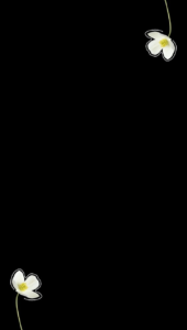 Luxury black aesthetic wallpaper